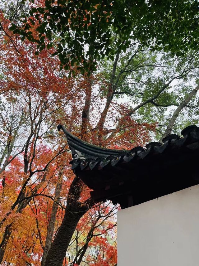 秋霞圃：一年之中，此時最紅！