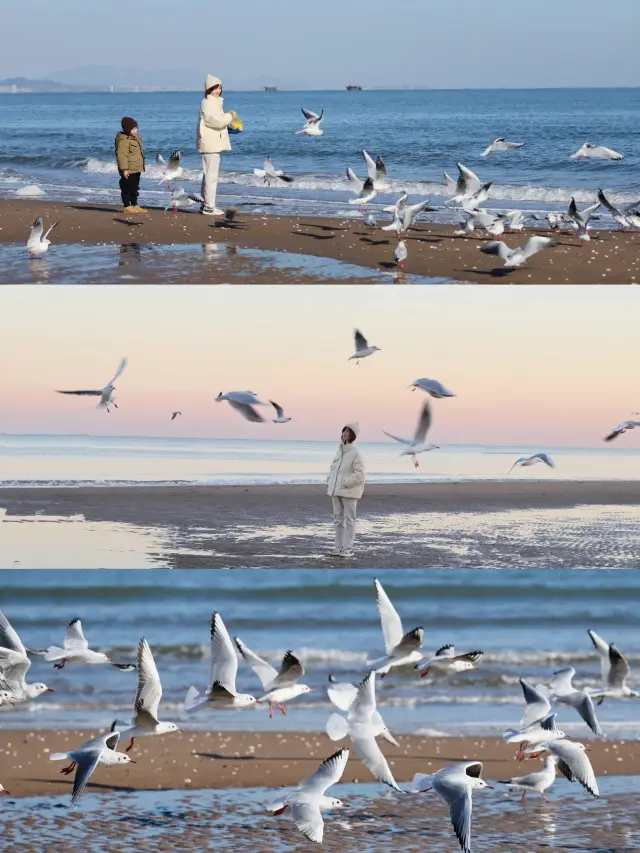 Beijing winter limited! Share 4 reliable seagull chasing locations