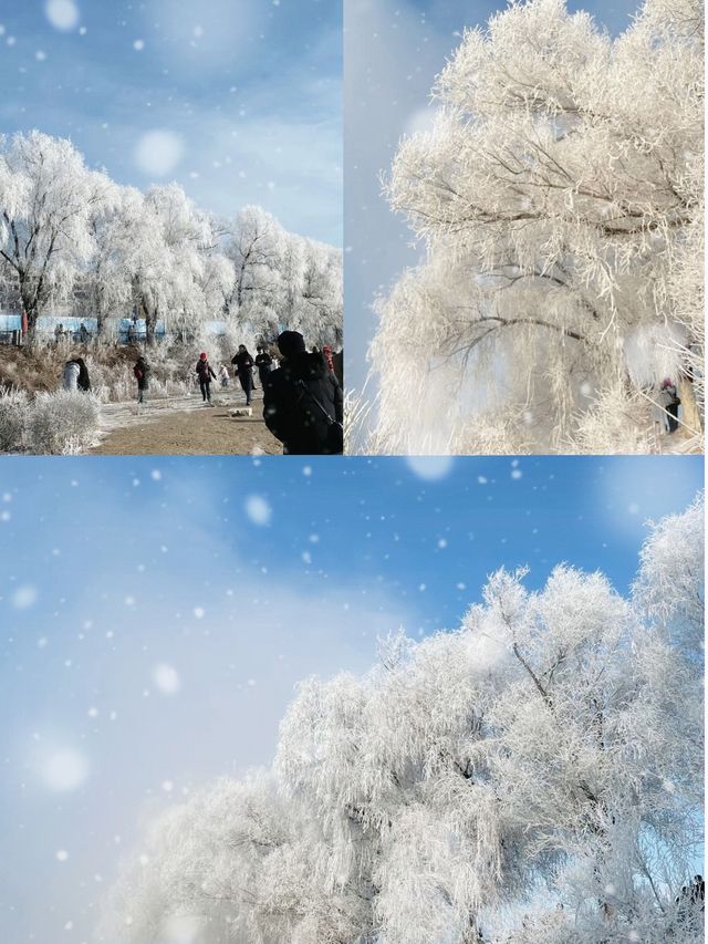 霧凇美景只在早晨“曇花一現”