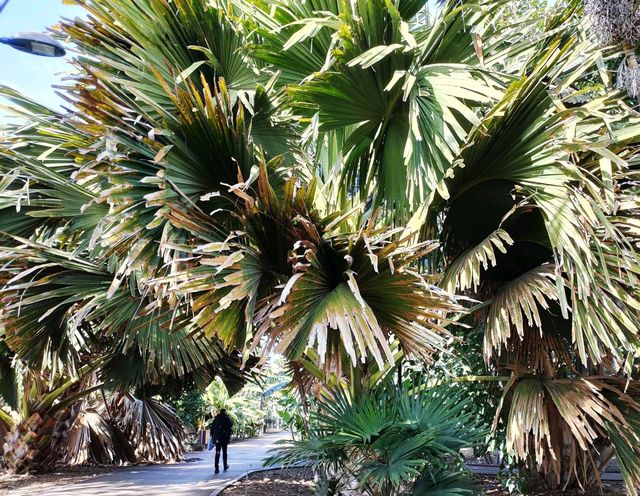 Santa Cruz的棕榈园
