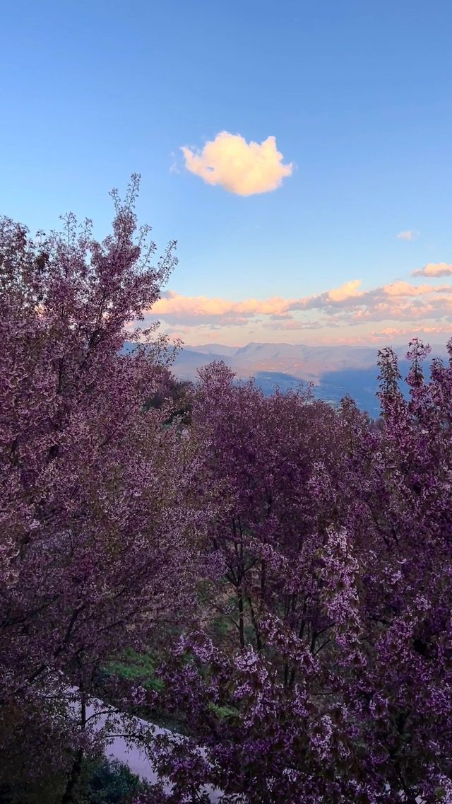 在大理｜無量山的櫻花已經盛開，絕美！速來！|||