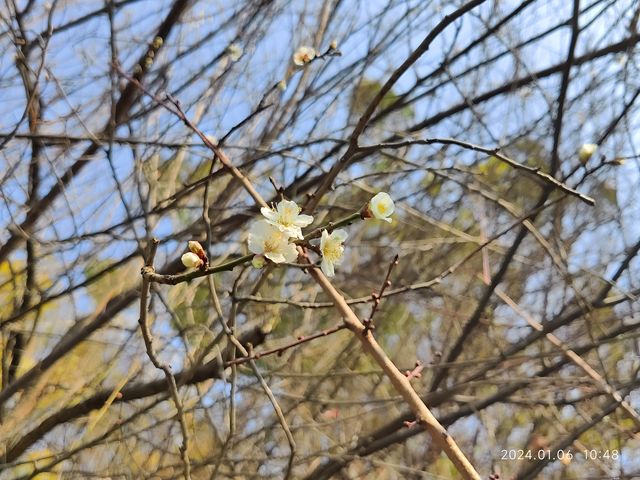 小寒節氣西山公園賞蠟梅