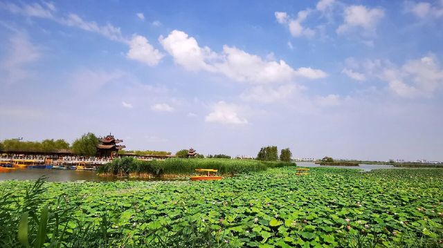 周口市淮陽區 龍湖濕地公園丨北方最佳賞荷盛地