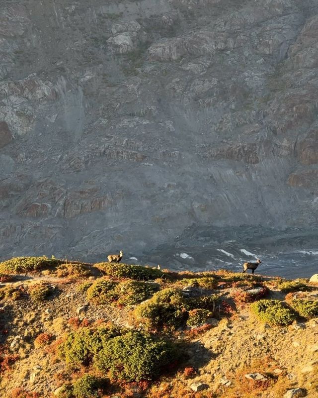 Discovering Aletsch Glacier: A Swiss Adventure