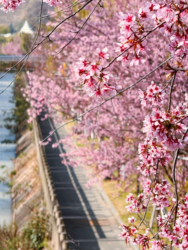 這裡不是日本，這裡是四川米易，冬櫻花已經盛開了