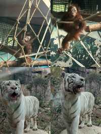 家人們誰懂啊？紅山動物園的動物好多呀！