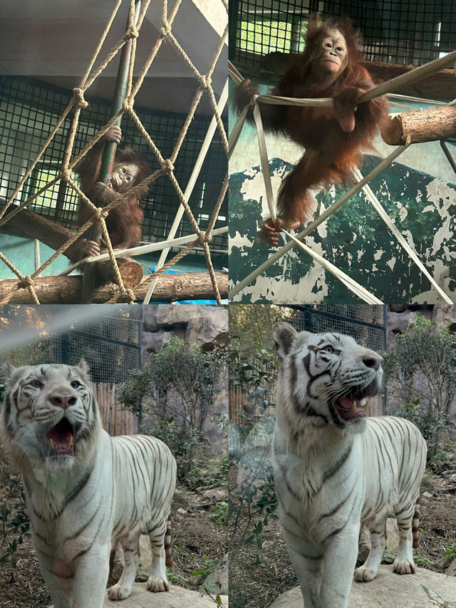 家人們誰懂啊？紅山動物園的動物好多呀！