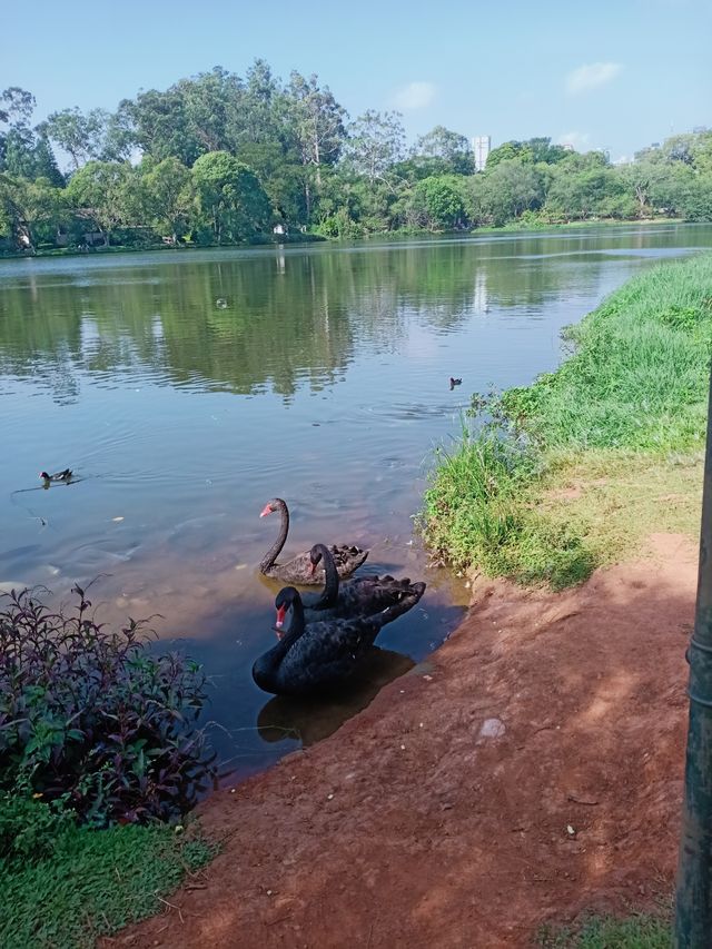 巴西聖保羅IBIRAPUERA公園必打卡