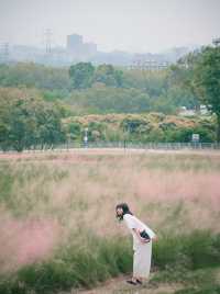 深圳秋日粉黛花海浪漫在山野