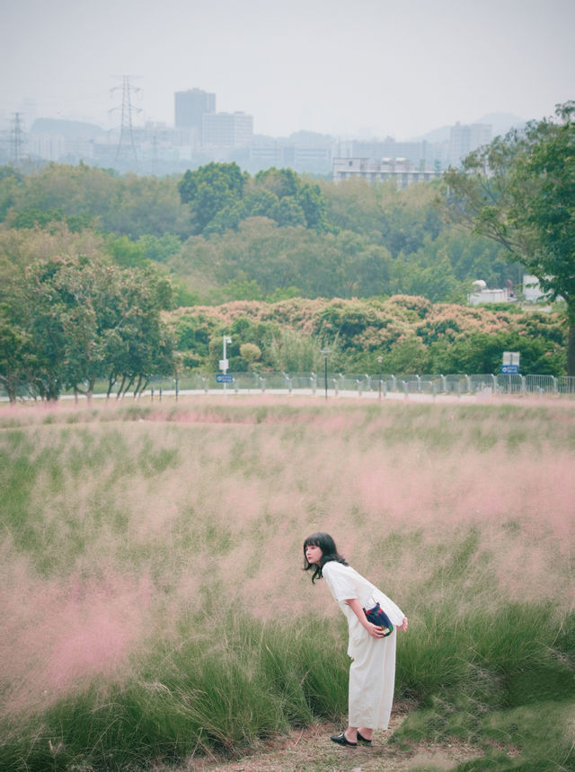 深圳秋日粉黛花海浪漫在山野