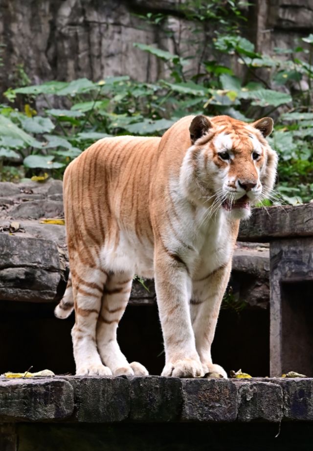 廣州長隆野生動物園——動物攝影的天堂