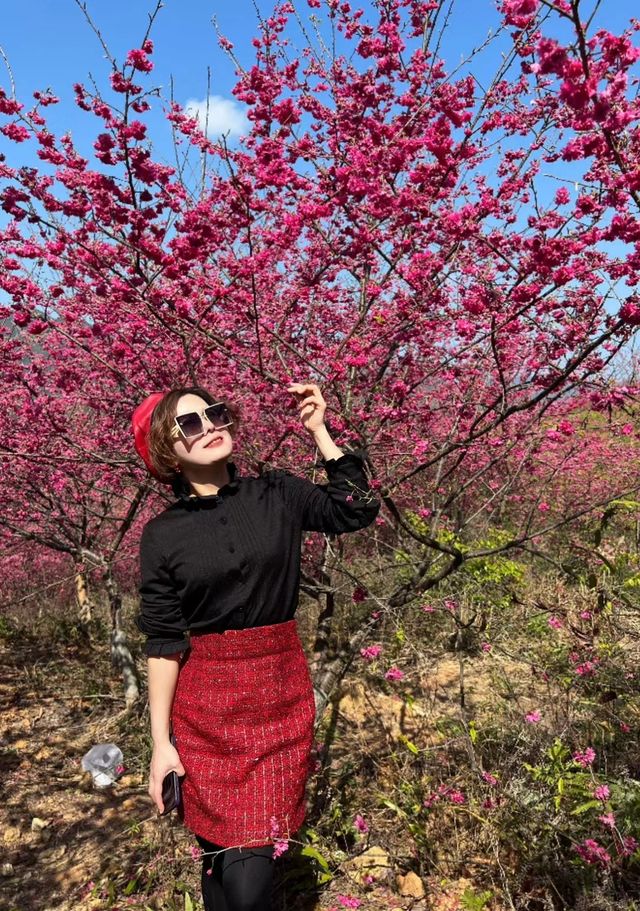 「櫻」你而來—想看櫻花的一定要來這裡