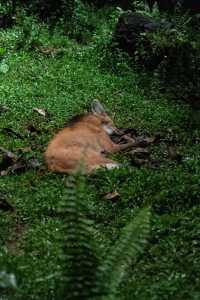 新加坡夜間動物園攻略，一定記得要徒步！