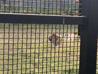 在武漢·武漢動物園新手入園攻