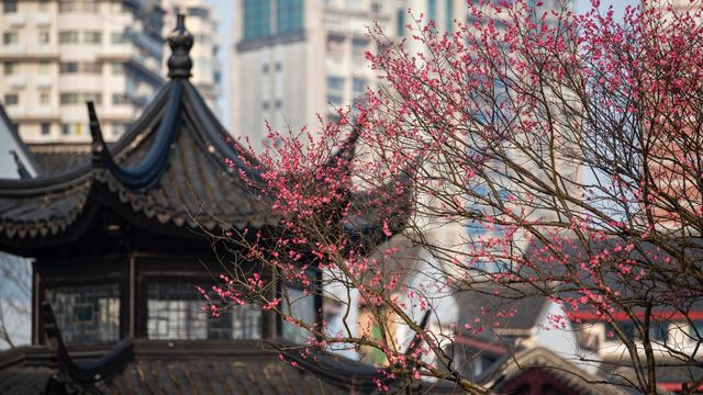 滿城花開的春天｜城中公園的紅梅｜春意盎然