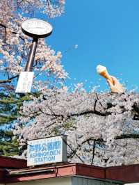 【附攻略】日本最美的櫻花路線，在這裡！