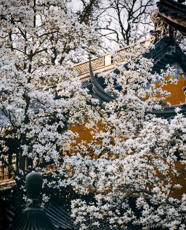 The white magnolias at Linggu Temple are truly breathtaking