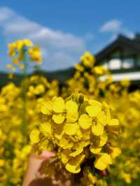 柳江光明寺｜四川最美的油菜花