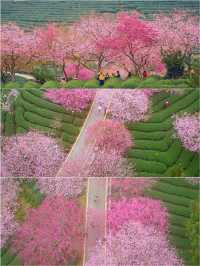 福建藏在漫畫裡的櫻花園