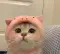 Sparkle_890_Cook