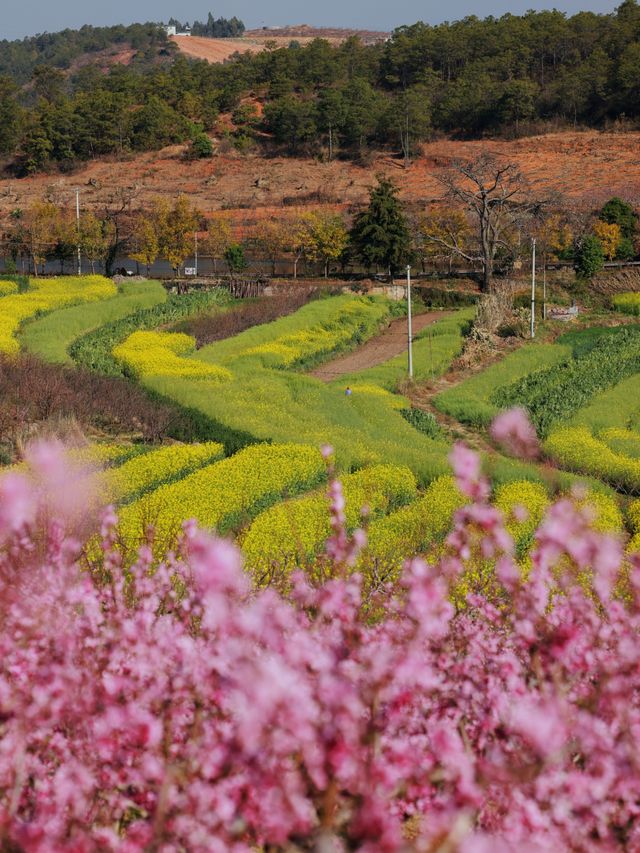 大理雾本賞花之旅｜為桃花而來，卻更愛油菜花！（附攻略）