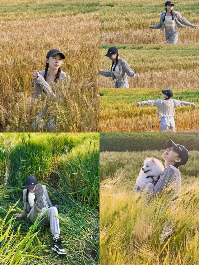 Fuzhou Photography | In Fuzhou!! Found a fairy-tale wheat field!!
