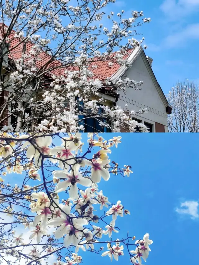 No rebuttal accepted! These magnolias in Yantai are the top trend of spring!