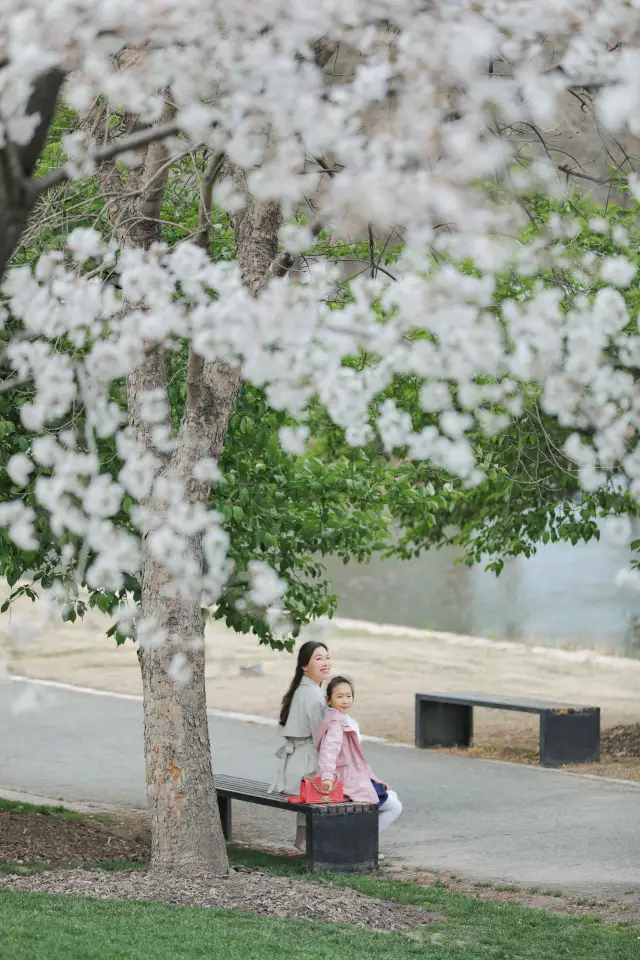 Shanghai Cherry Blossom Viewing | The Yoshino cherry trees at Chenshan are in full bloom, keep this guide handy