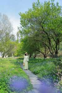 不是雲南！就在武漢！4月絕美山谷茶園晚櫻