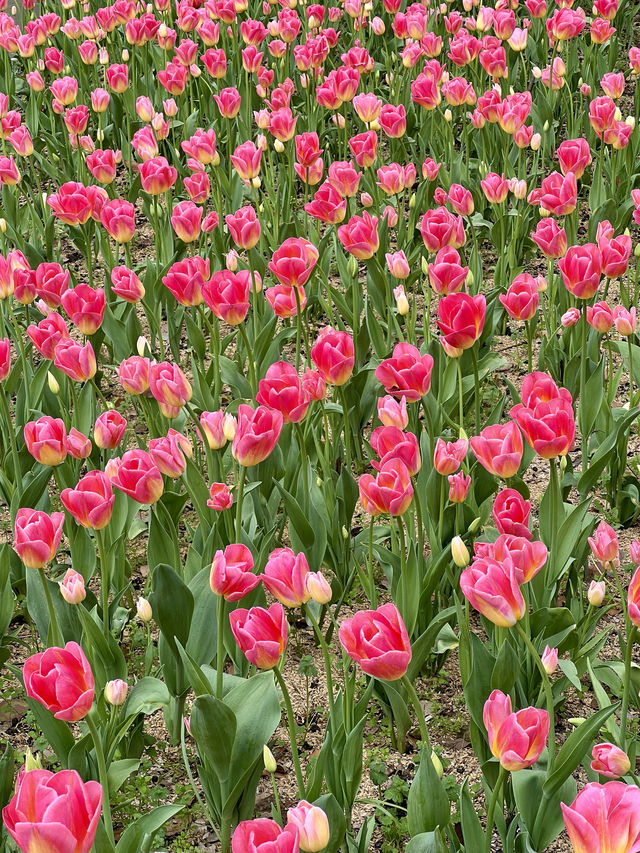 無錫不止有櫻花梅園的鬱金香也是春日頂流