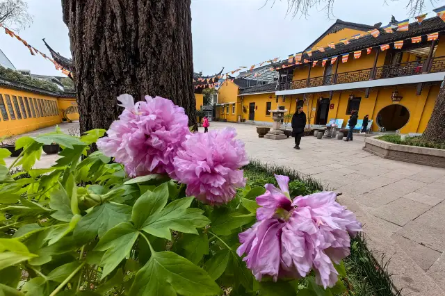 Suzhou Tourist Attraction | Dinghui Temple (1579)