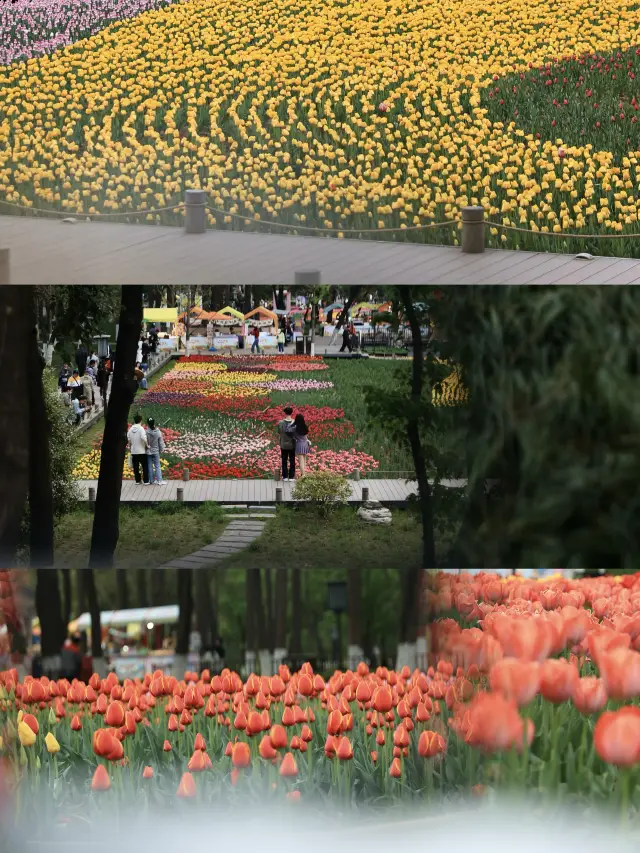 Xingqing Palace's romantic tulip sea