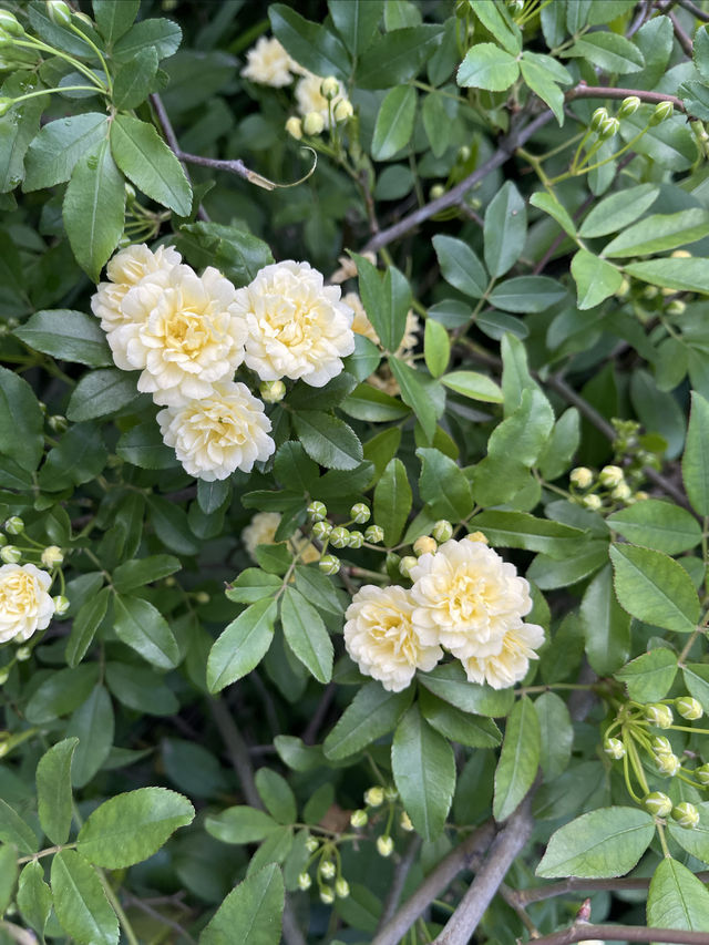 長沙寶藏花園——望月公園