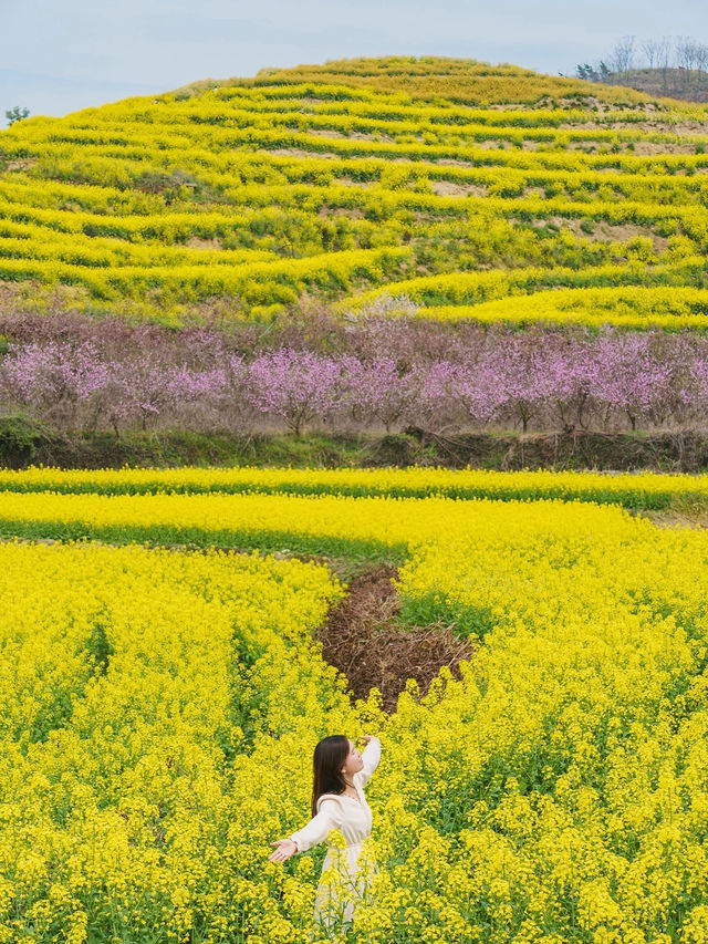 村裡的梯田花海開好了，人少免費|武漢周邊