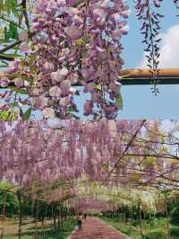 新都芳華微馬公園的紫藤盛開了！