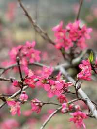 廣佛自駕｜3月賞桃花，漢服拍照嘎嘎出片