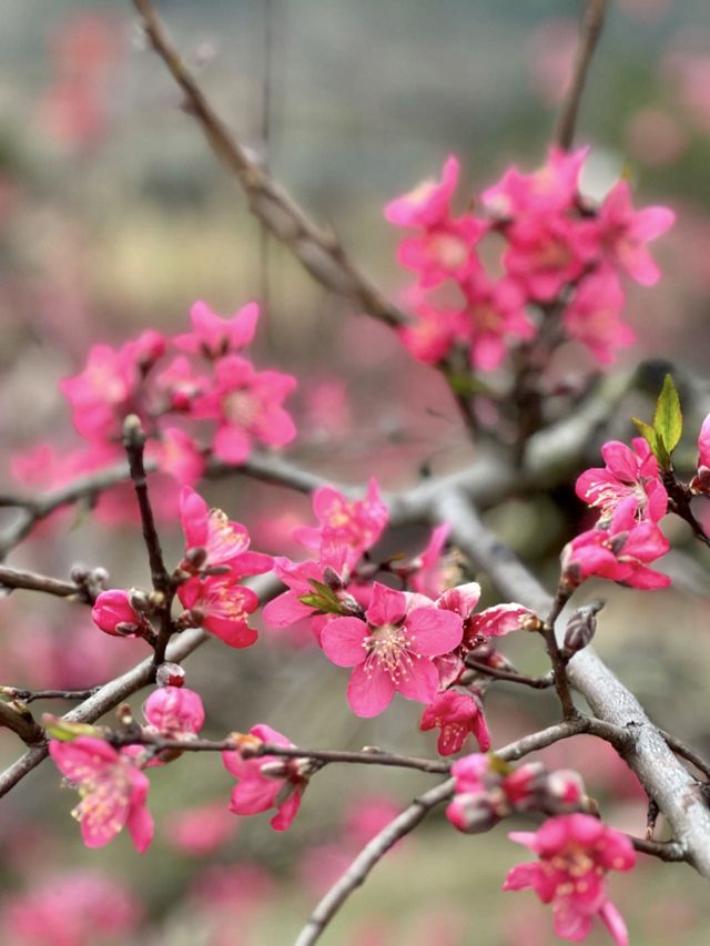 廣佛自駕｜3月賞桃花，漢服拍照嘎嘎出片