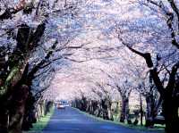 Roaming The Blooming Roads