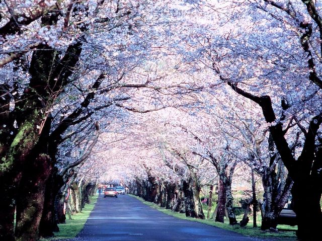 Roaming The Blooming Roads