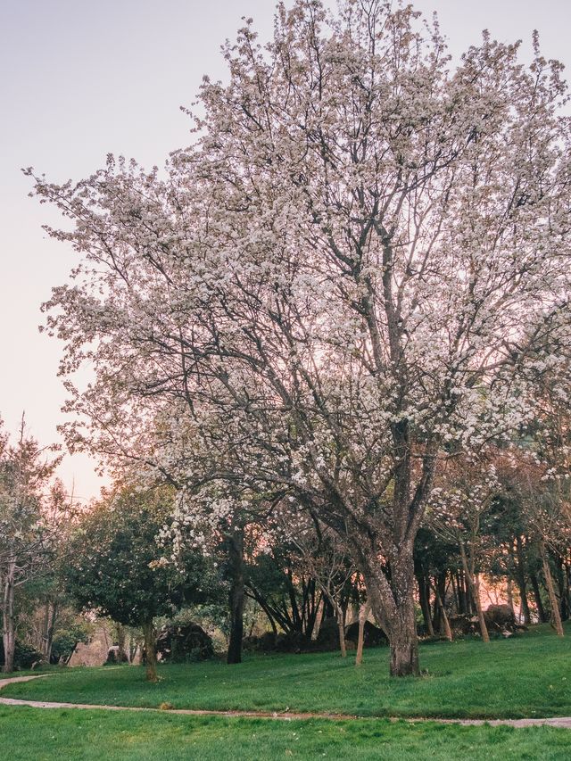 自駕雲南｜昆明石林生態公園：原來在夕陽下賞花更加浪漫