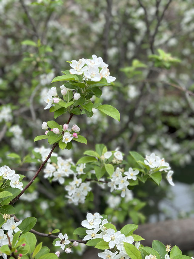 濮院繁花