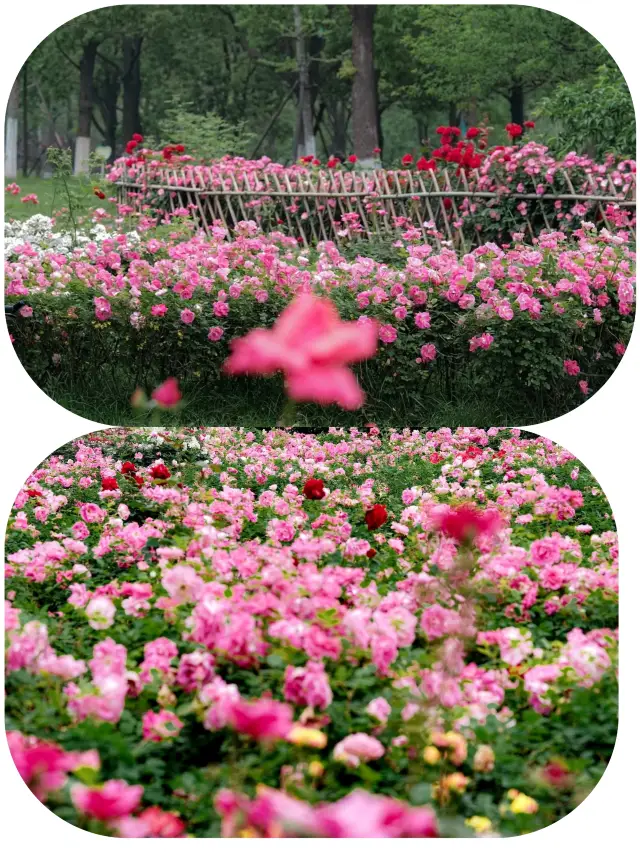 Is there really such a hidden sea of flowers in Wuhan? Don't let it stay "low-key" anymore!
