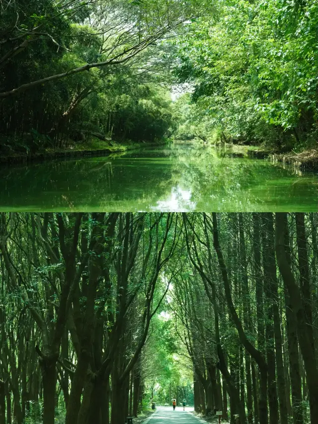 Tongli Wetland Park: A Free and Less-Known Summer Haven for a Green Wonderland Adventure