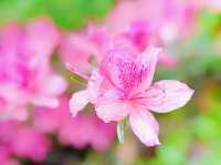 春日踏青賞花，與春天來一場浪漫之約