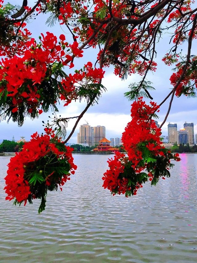雲南鳳凰花盛放，畢業季的最佳背景板！你準備好拍照了嗎？