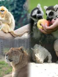 上海野生動物園超實用攻略