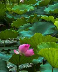 不僅有荔灣湖，廣州螺湧公園的荷花也開啦