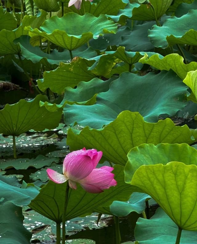 不僅有荔灣湖，廣州螺湧公園的荷花也開啦