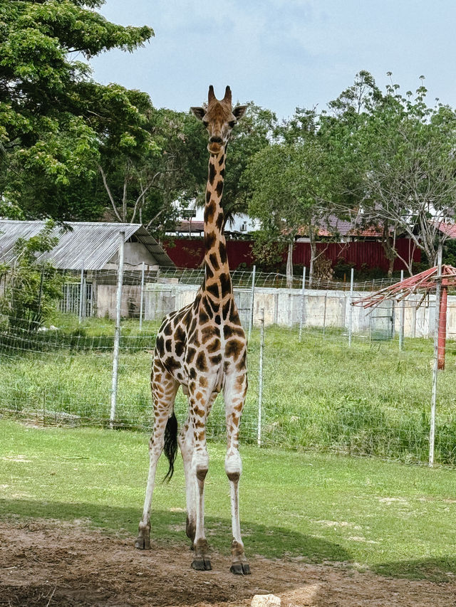 馬六甲Safari Truck，與野生動物近距離接觸！