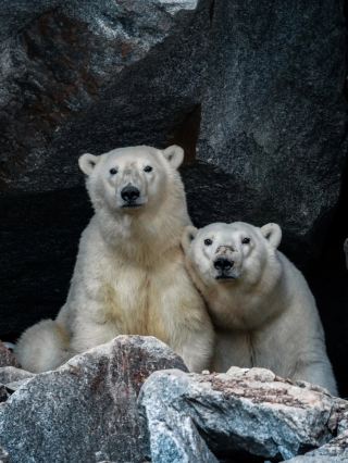 Arctic: Arctic Expedition! Icebreaker Adventure